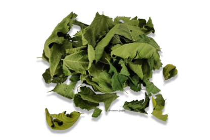 Mulberry leaves for aquarium - hiding place & food - Image 2