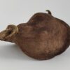 Thelambu pod as a cave or hiding place - Image 6