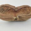 Thelambu pod as a cave or hiding place - Image 3