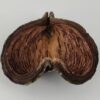 Thelambu pod as a cave or hiding place - Image 7