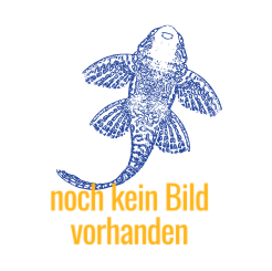 Noch kein Bild vorhanden