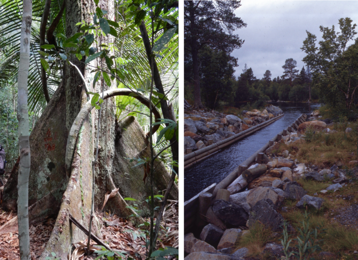 Huminstoffe Vergleich Amazonas Wald in Norwegen