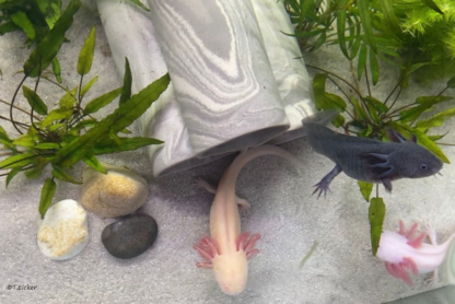 AquaKeramik Axolotl Höhle Höhlenturm aus 3 Röhren – Bild 5