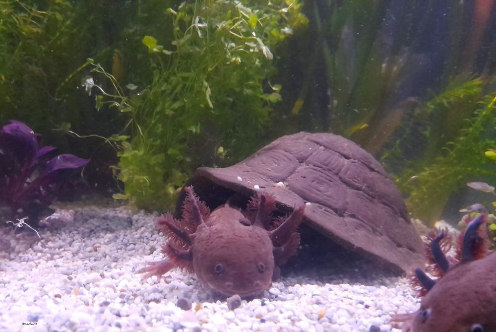 Aquarium Axolotl mit Schildkröteniglu Morla schwarz Axolotl Höhle