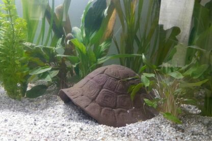 Schildkröteniglu Morla Aquarium Axolotl Höhle