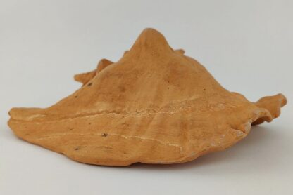Snail Shell Sea Snail Half Shelter Terracotta No. D34 - Image 2