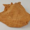 Schneckeniglu Meeresschnecke D34