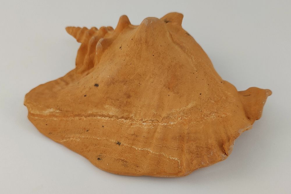 Schneckeniglu Meeresschnecke D34