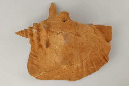 Snail Shell Sea Snail Half Shelter Terracotta No. D34 - Image 4