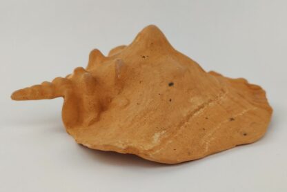 Snail Shell Sea Snail Half Shelter Terracotta No. D34 - Image 5