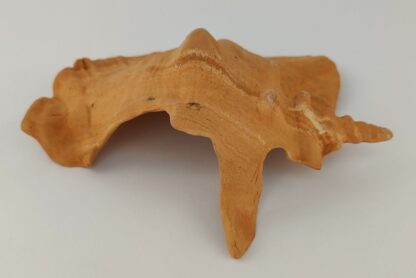 Snail Shell Sea Snail Half Shelter Terracotta No. D34 - Image 7