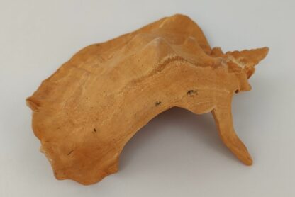 Snail Shell Sea Snail Half Shelter Terracotta No. D34 - Image 8