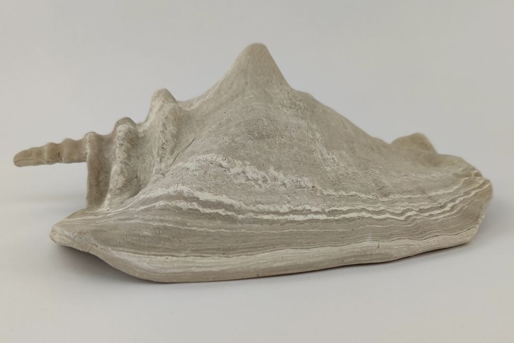 Schneckeniglu Meeresschnecke D37