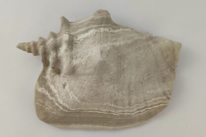 Schneckeniglu Meeresschnecke Hälfte Unterschlupf Vintage Nr. D37 – Bild 4