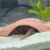 Kundenfoto Aquakeramik Igluhöhle Ente surprise Bauch mit Axolotl Höhle