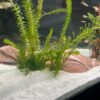 Kundenfoto Aquakeramik Igluhöhle Ente surprise mit Axolotl Höhle