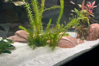 igloo cave 'Duck' Axolotl surprise