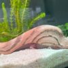 Kundenfoto Aquakeramik Igluhöhle Ente surprise Kopf mit Axolotl Höhle