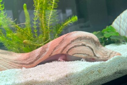 Kundenfoto Aquakeramik Igluhöhle Ente surprise Kopf mit Axolotl Höhle