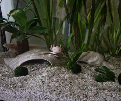 igloo cave 'Duck' Axolotl vintage