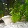 Höhle Ei weiß im Aquarium