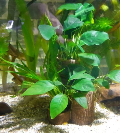 planting help 3s supernova
