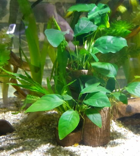AquaKeramik 3er Pflanzsäule Pflanzhilfe supernova im Aquarium