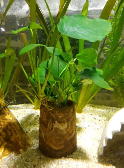 AquaKeramik Pflanzsäule Pflanzhilfe 8 cm supernova im Aquarium
