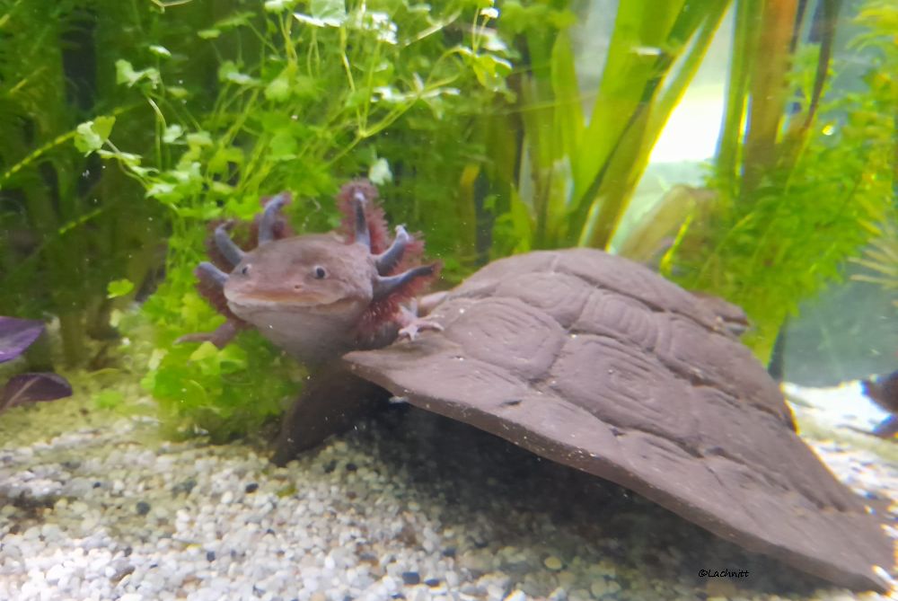 Iglu aus Ton für Axolotl 3 Eingänge 18 cm surprise