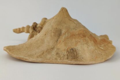 Schneckeniglu Meeresschnecke E2