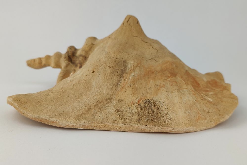 Schneckeniglu Meeresschnecke E2