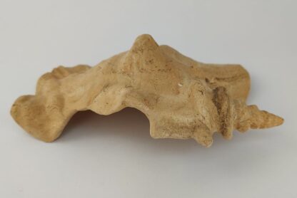 Snail Shell Sea Snail Half Shelter surprise No. E2 - Image 11
