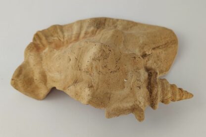 Snail Shell Sea Snail Half Shelter surprise No. E2 - Image 12