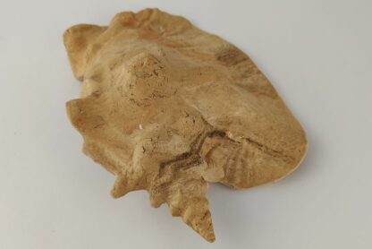 Snail Shell Sea Snail Half Shelter surprise No. E2 - Image 15