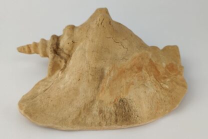 Snail Shell Sea Snail Half Shelter surprise No. E2 - Image 3