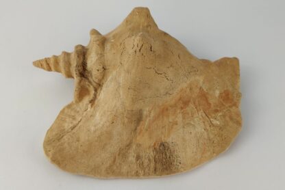 Snail Shell Sea Snail Half Shelter surprise No. E2 - Image 4