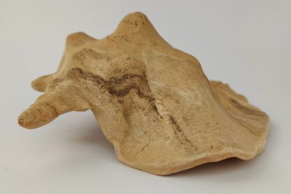 Snail Shell Sea Snail Half Shelter surprise No. E2 - Image 6