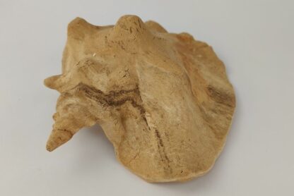 Snail Shell Sea Snail Half Shelter surprise No. E2 - Image 7