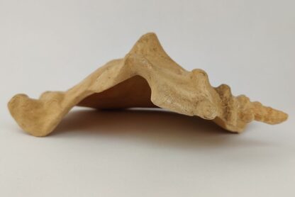 Snail Shell Sea Snail Half Shelter surprise No. E2 - Image 10