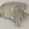 Snail Shell Sea Snail Half Shelter light grey No. E3 - Image 11