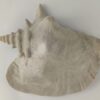 Snail Shell Sea Snail Half Shelter light grey No. E3 - Image 4
