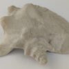 Snail Shell Sea Snail Half Shelter light grey No. E3 - Image 8
