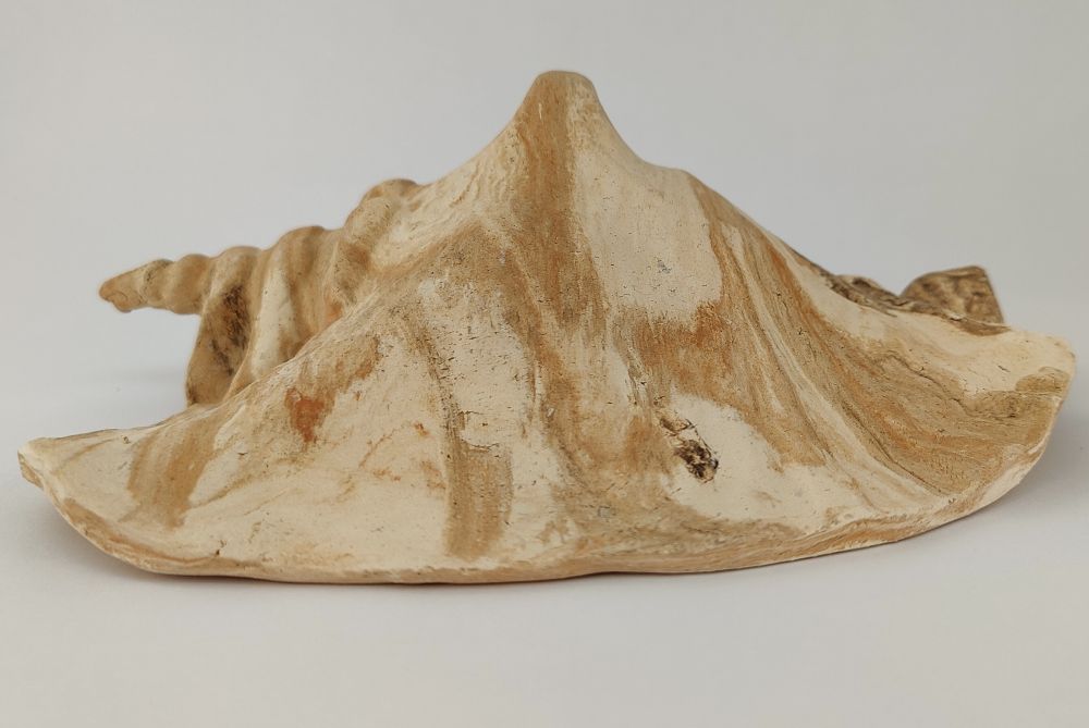 Schneckeniglu Meeresschnecke E4
