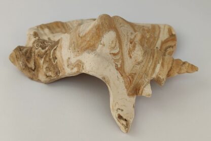 Snail Shell Sea Snail Half Shelter surprise No. E4 - Image 11