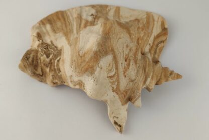 Snail Shell Sea Snail Half Shelter surprise No. E4 - Image 12