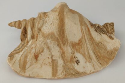 Snail Shell Sea Snail Half Shelter surprise No. E4 - Image 3