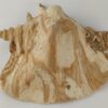 Schneckeniglu Meeresschnecke Hälfte Unterschlupf Surprise Nr. E4 – Bild 4