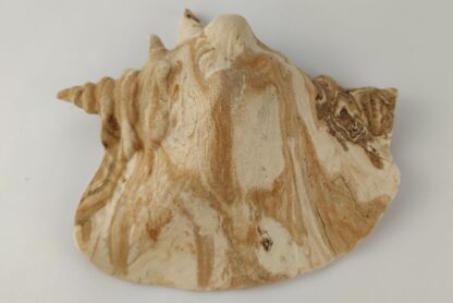 Snail Shell Sea Snail Half Shelter surprise No. E4 - Image 4