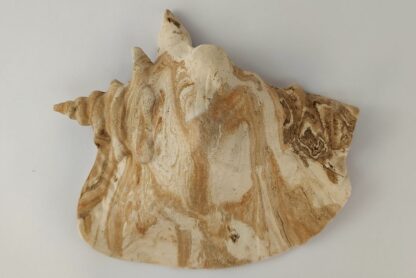 Snail Shell Sea Snail Half Shelter surprise No. E4 - Image 5