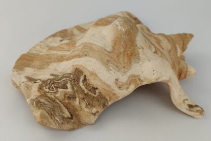 Snail Shell Sea Snail Half Shelter surprise No. E4 - Image 7
